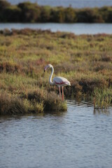 flamencos volando y en un humedal del delta del Ebro