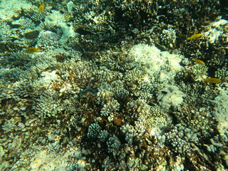 Naklejka na ściany i meble Reef with lots of colorful corals and lots of fish in clear blue water in the Red Sea near Hurgharda, Egypt