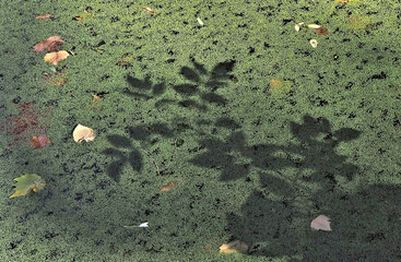Shadow of the leaves of a plant projected on the vegetation layer of a lake.
