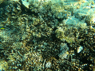 Reef with lots of colorful corals and lots of fish in clear blue water in the Red Sea near Hurgharda, Egypt