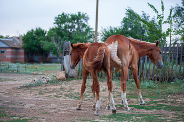 A farmer's domestic horse