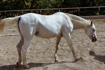 Caballos árabes blancos de pura sangre en establecimiento rural