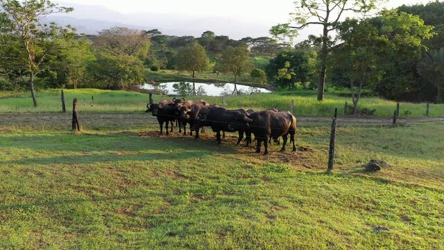Buffalo Farm - Forward Flying Aerial Cinematic Shot During Golden Hour Sunset