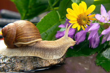 Helix pomatia. snail is actively crawling in nature. mollusc and invertebrate. delicacy meat and gourmet food.