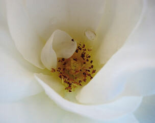 Detail of the inside of a rose.
