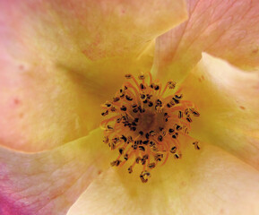Detail of the inside of a rose.
