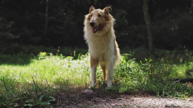 Brown and White Collie Dog Barking At Box Turtle Looking Around Cinematic HD