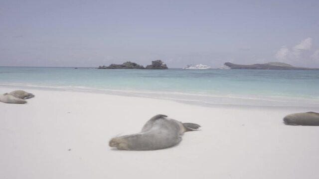 A group of sea lions rests while receiving sun on a white sand beach on an island of the Galapagos islands. A cruise, a rocky island and a paradisiac and turquoise ocean can be seen on the back.