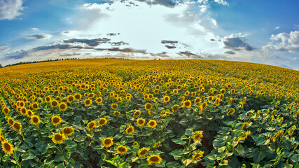 Obraz premium large field of blooming sunflowers against the backdrop of a sunny cloudy sky. Agronomy, agriculture and botany.