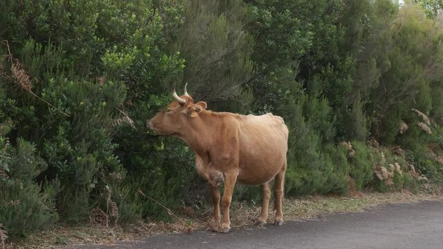 Static tripod shot of a young brown cattle eating from some bushes on the side of the asphalt