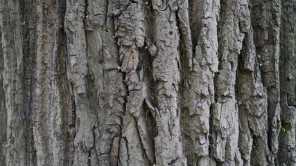 tree bark texture