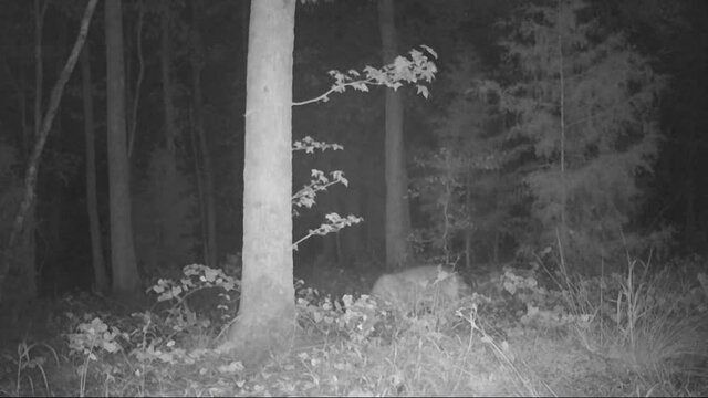 Coyote in woods, night vision