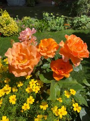 Orange roses in bloom