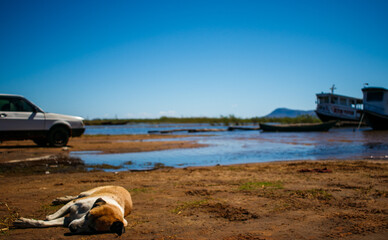 mongrel dog lying on the riverside in sunny day