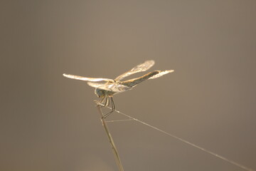 libélulas del delta del ebro