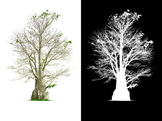 Tree on white background.  Clipping mask included.