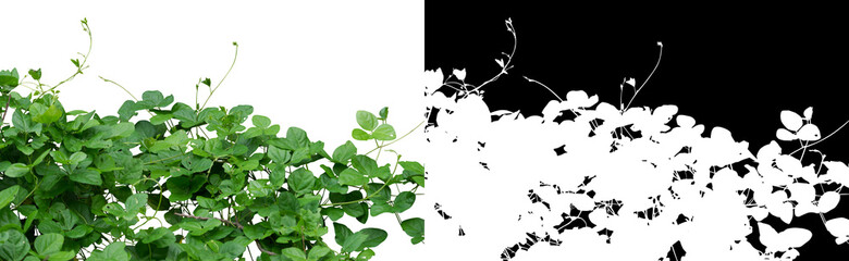 Bush plant on white background. Clipping mask included.