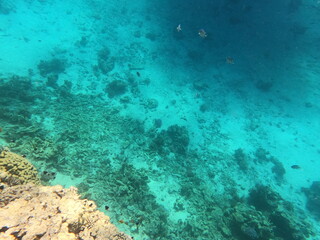 Reef with lots of colorful corals and lots of fish in clear blue water in the Red Sea near Hurgharda, Egypt
