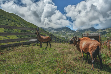 Schafe vorm Alpenpanorama