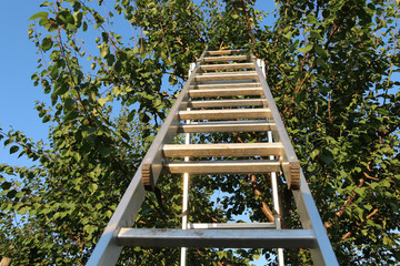 Harvesting apricot. Ladder stands near the apricot tree. © Aleshchenko