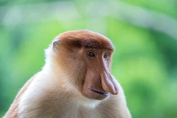 Fototapeta premium Wild Proboscis monkey or Nasalis larvatus, in rainforest of Borneo, Malaysia