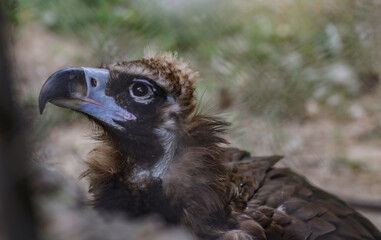 Black vulture