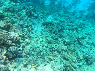Reef with lots of colorful corals and lots of fish in clear blue water in the Red Sea near Hurgharda, Egypt