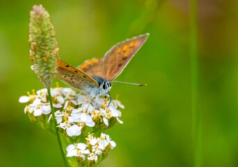 Motyle - butterfly © Piotr