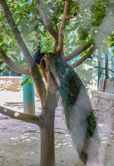 Peacock, peafowl  beautiful representative exemplar of male peacock in great metalic colors