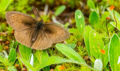 Motyle - butterfly © Piotr
