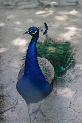 Peacock, peafowl  beautiful representative exemplar of male peacock in great metalic colors