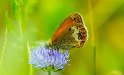 Motyle - butterfly © Piotr