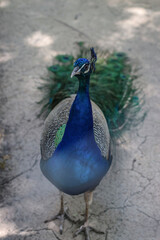Peacock, peafowl  beautiful representative exemplar of male peacock in great metalic colors