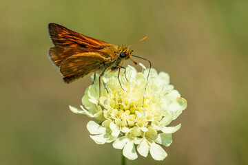 Large Skipper - Ochlodes sylvanus, tiny orange butterfly from European meadows and grasslands, Havraniky, Czech Republic.