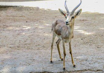 antelope in the wild