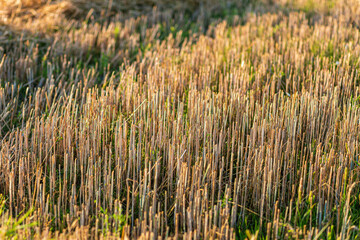 Fototapeta premium Wheat field after harvest. Stripes in the field, paths of straw stalks. Hot August evening. 