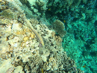 Reef with lots of colorful corals and many fishes, Thalassoma rueppellii in the clear blue water of the Red Sea near Hurgharda, Egypt