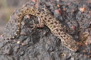 Dorsal of Hemidectylus satarensis gecko