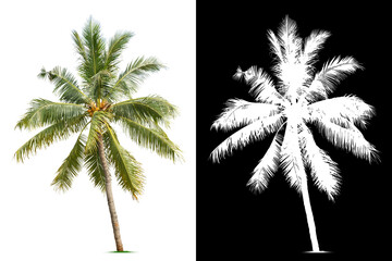 Palm tree isolated on white background. Clipping mask included.