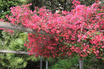 Fototapeta premium Beautiful bright cherry blossom in an Italian Park