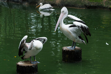 Australian pelican standing on a log of wood on green river water