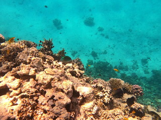 Obraz premium Reef with lots of colorful corals and lots of fish in clear blue water in the Red Sea near Hurgharda, Egypt