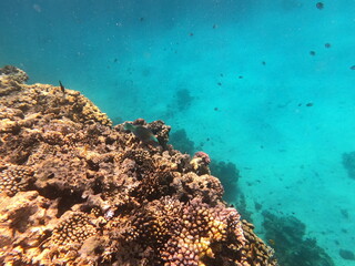 Reef with lots of colorful corals and lots of fish in clear blue water in the Red Sea near Hurgharda, Egypt