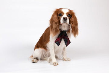 Small spaniel dog with tie 