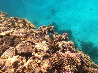 Reef with lots of colorful corals and lots of fish in clear blue water in the Red Sea near Hurgharda, Egypt