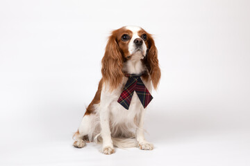 Small spaniel dog with tie