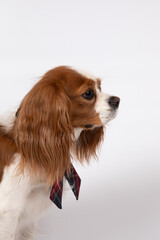 Small spaniel dog with tie