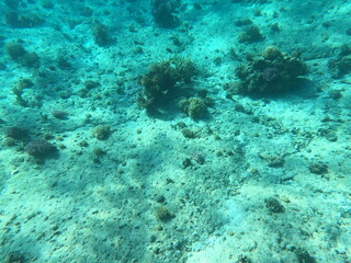 Reef with lots of colorful corals and lots of fish in clear blue water in the Red Sea near Hurgharda, Egypt