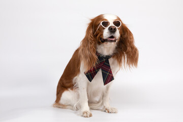 Small spaniel dog with tie and glasses
