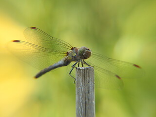 libellule